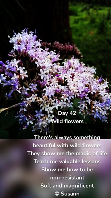 Day 42 Wild flowers There's always something beautiful with wild flowers They show me the magic of life Teach me valuable lessons Show me how to be non-resistant Soft and magnificent © Susann